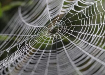 رغم خفة وزنها.. علماء يكتشفون سرّ متانة خيوط العنكبوت