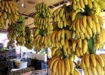 منع استيراد الموز قرارات حكومية متخبطة أدت لإفلاس تجار وإغلاق محال