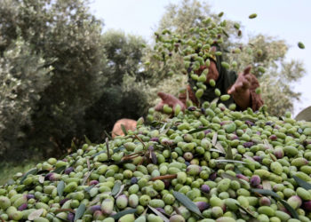 مزارعو الزيتون في عجلون يطالبون بفتح باب التصدير