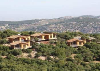 عجلون: إزالة أشجار ايلة للسقوط في عرجان