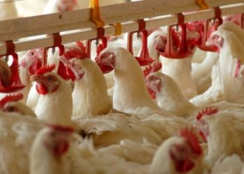 حماية المستهلك تطالب بحماية صغار منتجي الدواجن