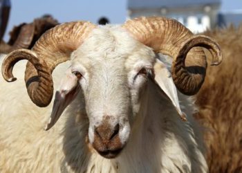 تصدير 250 ألف رأس غنم من المفرق للأسواق الخليجية منذ بداية العام