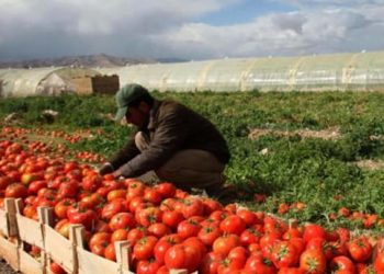انخفاض أسعار المنتجين الزراعيين 2ر23%