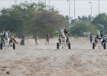 بعيدا عن هدير المحركات.. سباق للحمير والبغال في البحرين