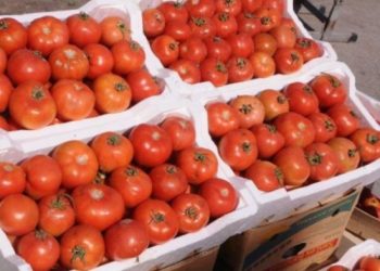 سعر البندورة ينخفض لـ 50% في السوق المركزي