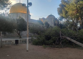 غضب مقدسي بعد سقوط أشجار في ساحات المسجد الأقصى (شاهد)
