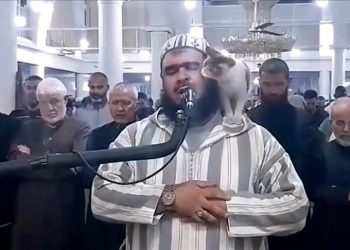 عفوية إمام جزائري وقطة تداعبه تبلغ العالمية وتغزو شبكات التواصل