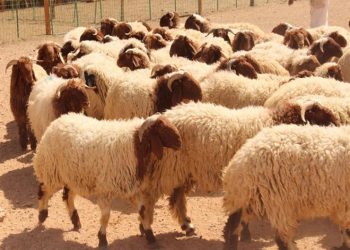 40.4 دينارا سعر غرام الذهب عيار 21