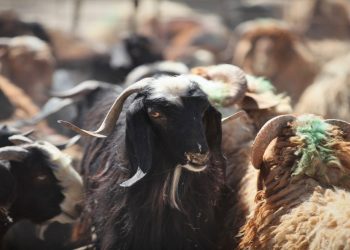 “الزراعة”: وعود سعودية برفع الحظر عن استيراد الأغنام من الأردن قريبا