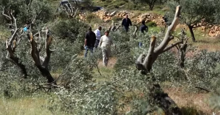 مستوطنون متطرفون يهاجمون قاطفي الزيتون في عدة محافظات بالضفة الغربية