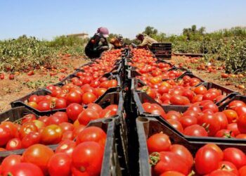 لماذا بلغ كيلو البندورة في السوق المحلية 90 قرشًا؟